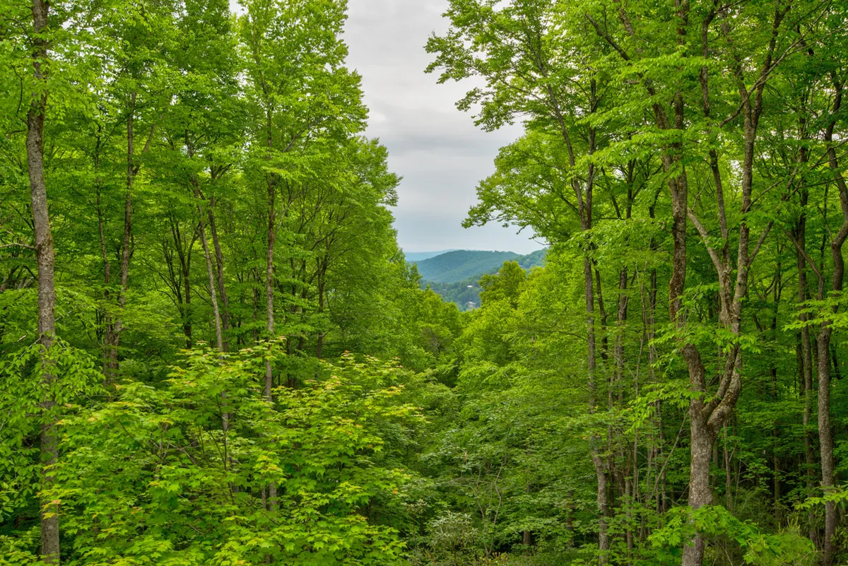 This image features a sweeping view of lush green trees in the foreground and a majestic mountain range rising in the background. The tranquil landscape evokes a sense of outdoor adventure and possibility.
