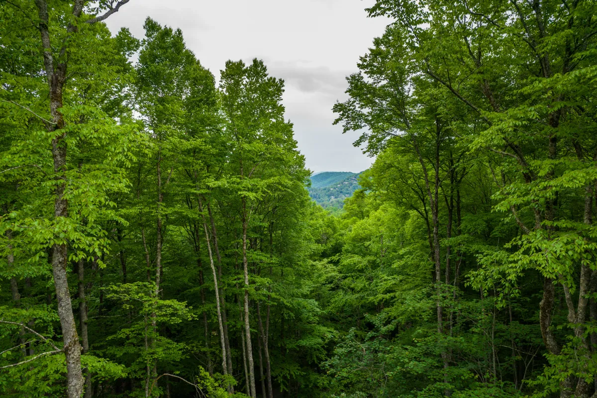 A scenic view of lush green trees and distant mountains beneath a cloudy sky, capturing the natural beauty of the surrounding landscape and the sense of adventure available nearby.